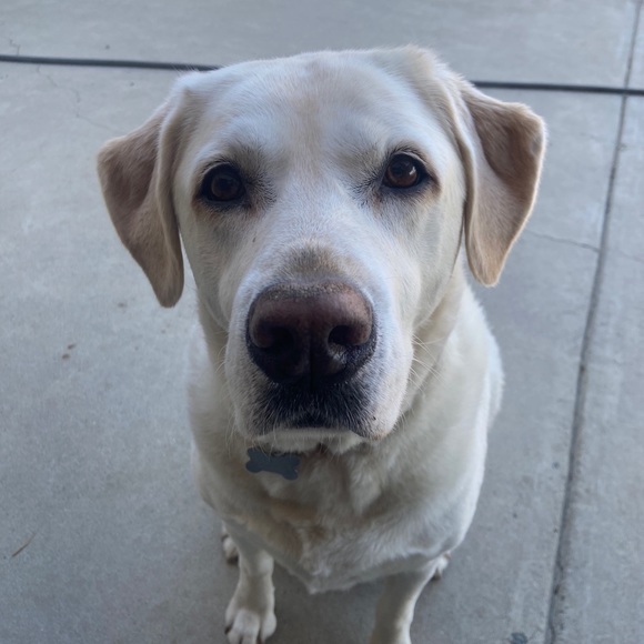 Meet your Posher, Liyah - Picture 1 of 1